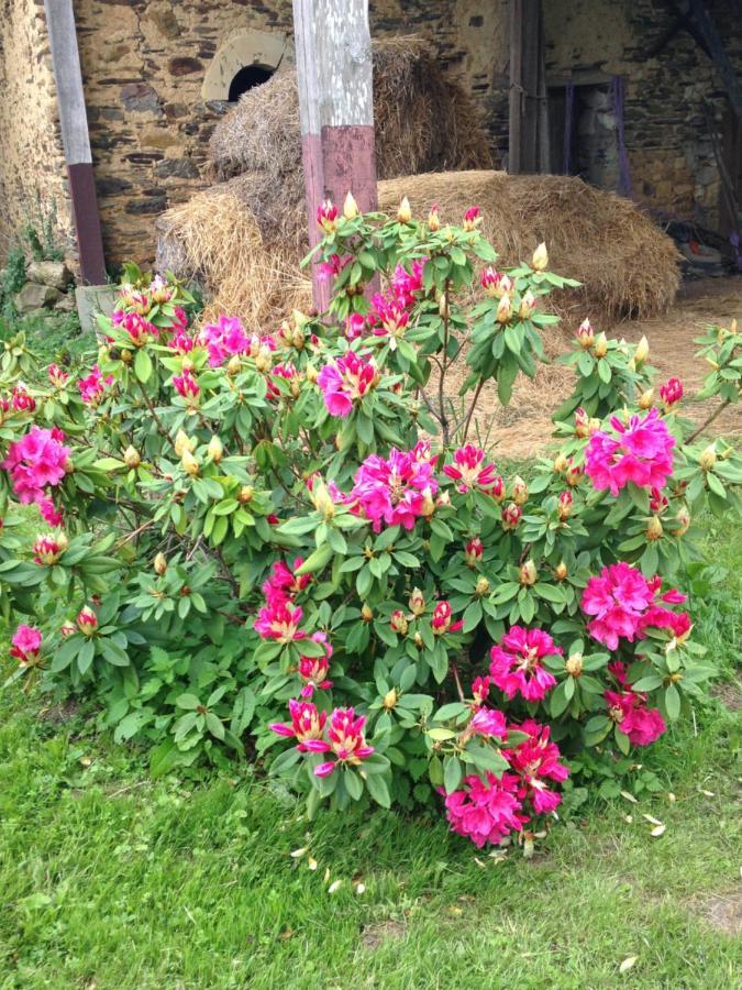 La Mouliniere, Jolie Longere Du Xviie Bed & Breakfast La Jaille-Yvon Luaran gambar